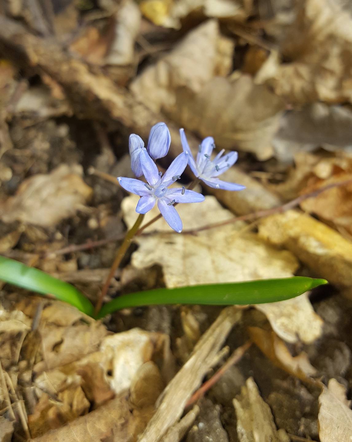 Annexe Scille à deux feuilles - Forêt de sénart.jpg