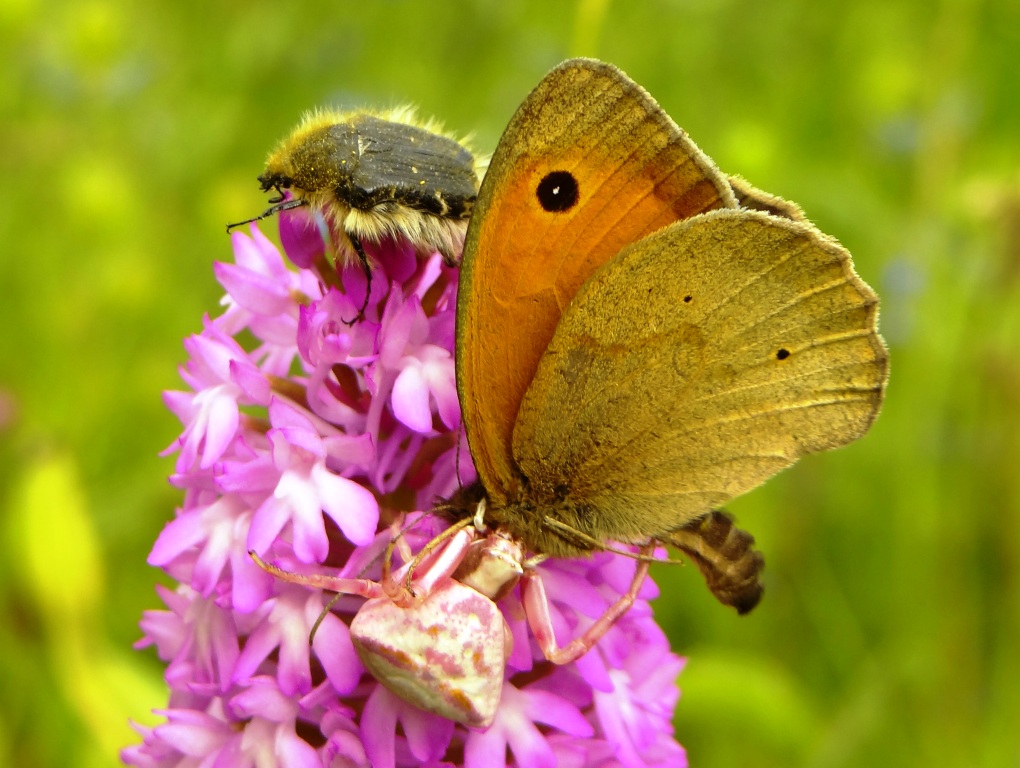 Annexe Aurea écopaysage et agroécologie Tomise.JPG