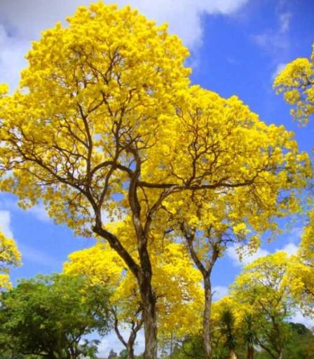 Annexe ébène 1.JPG