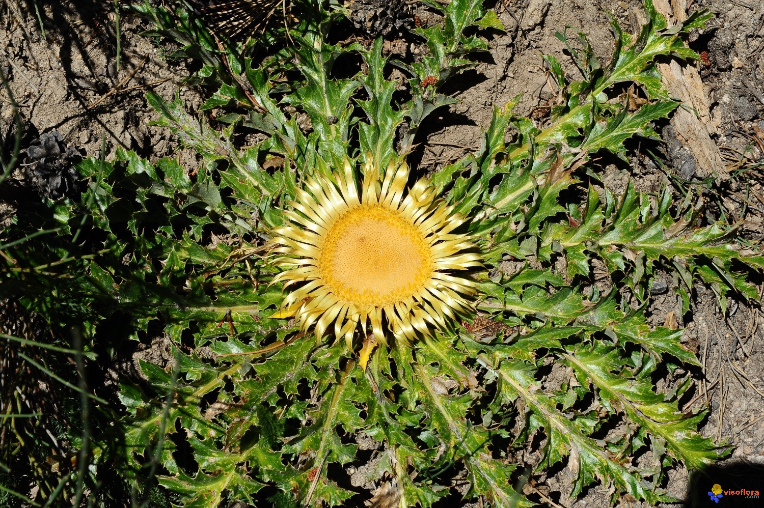 Annexe carline-a-feuilles-d-acanthe-carlina-acanthifolia-visoflora-114658.jpg
