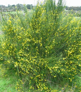 Annexe Genêt a balai.jpg