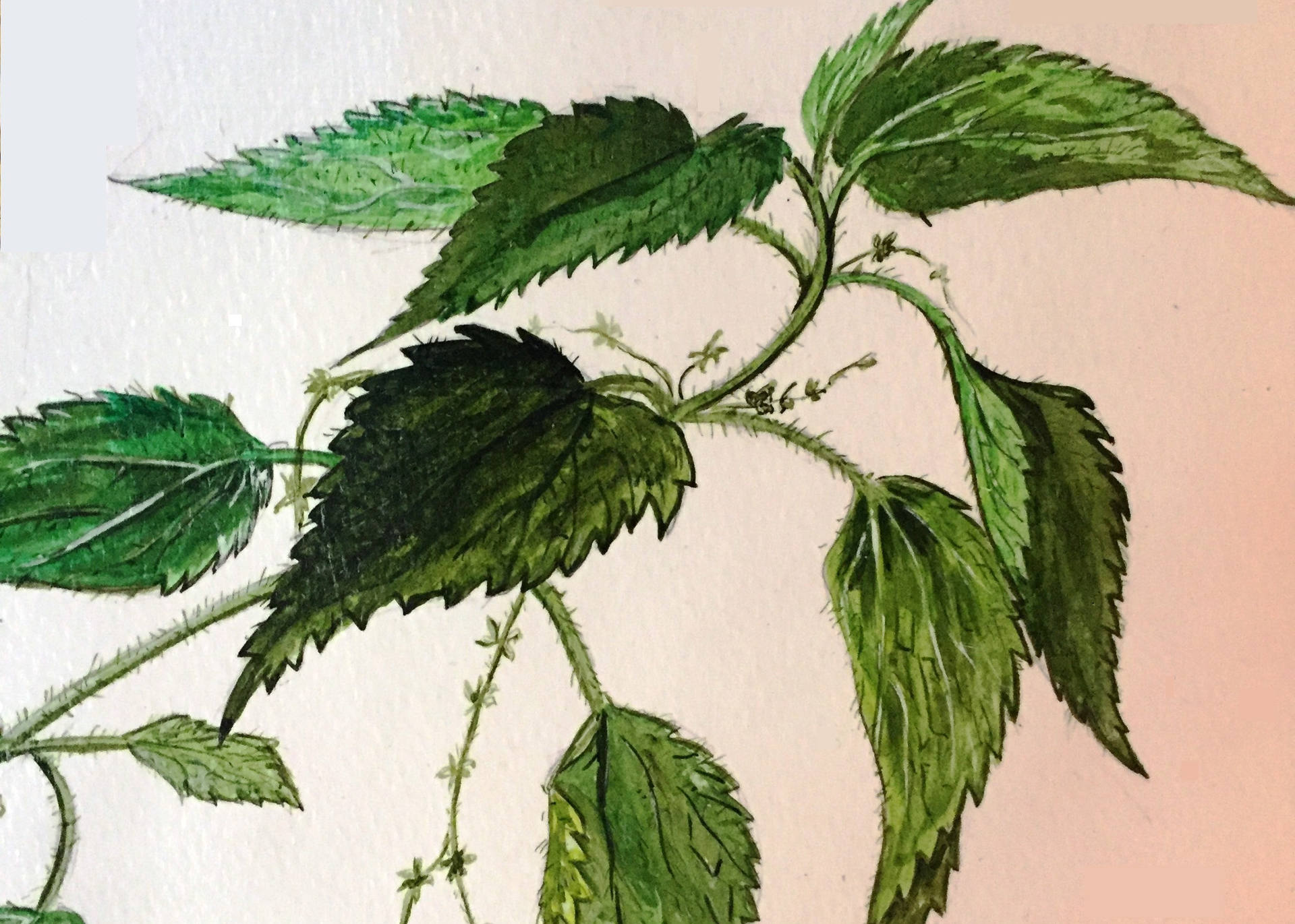 Annexe 1- Dessin de Jean-Luc DEROUET 2005_edited.jpg