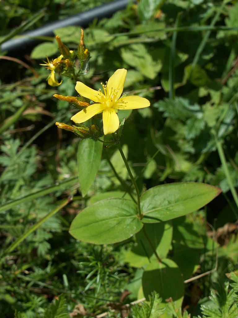 Annexe Hypericum montanum07.jpg