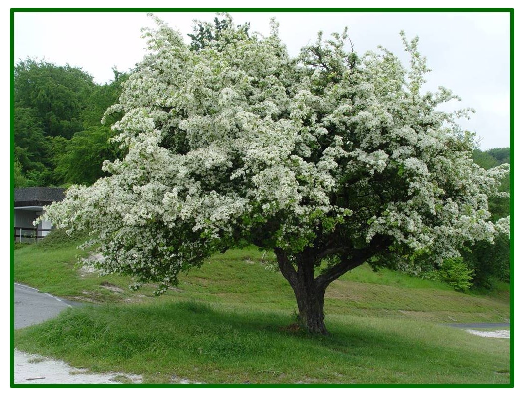 Annexe aubepine-monogyne-crataegus-monogyna-065.jpg