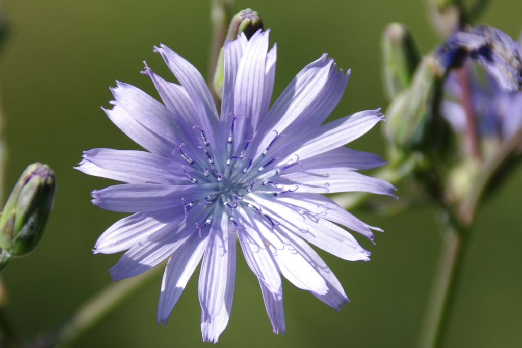 Annexe Chicorée sauvage.JPG