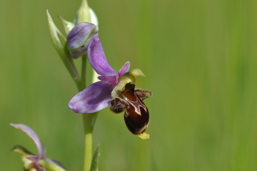 Annexe orchidee-sauvage-fleur-full-12176607.jpg