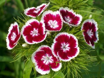 Annexe oeillet-de-poete2[1].jpg