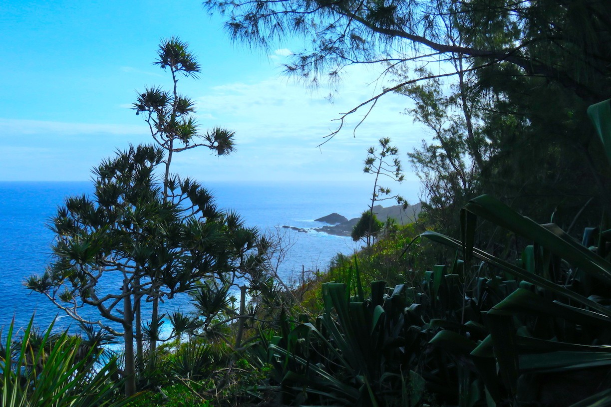 Annexe Pandanus.jpeg