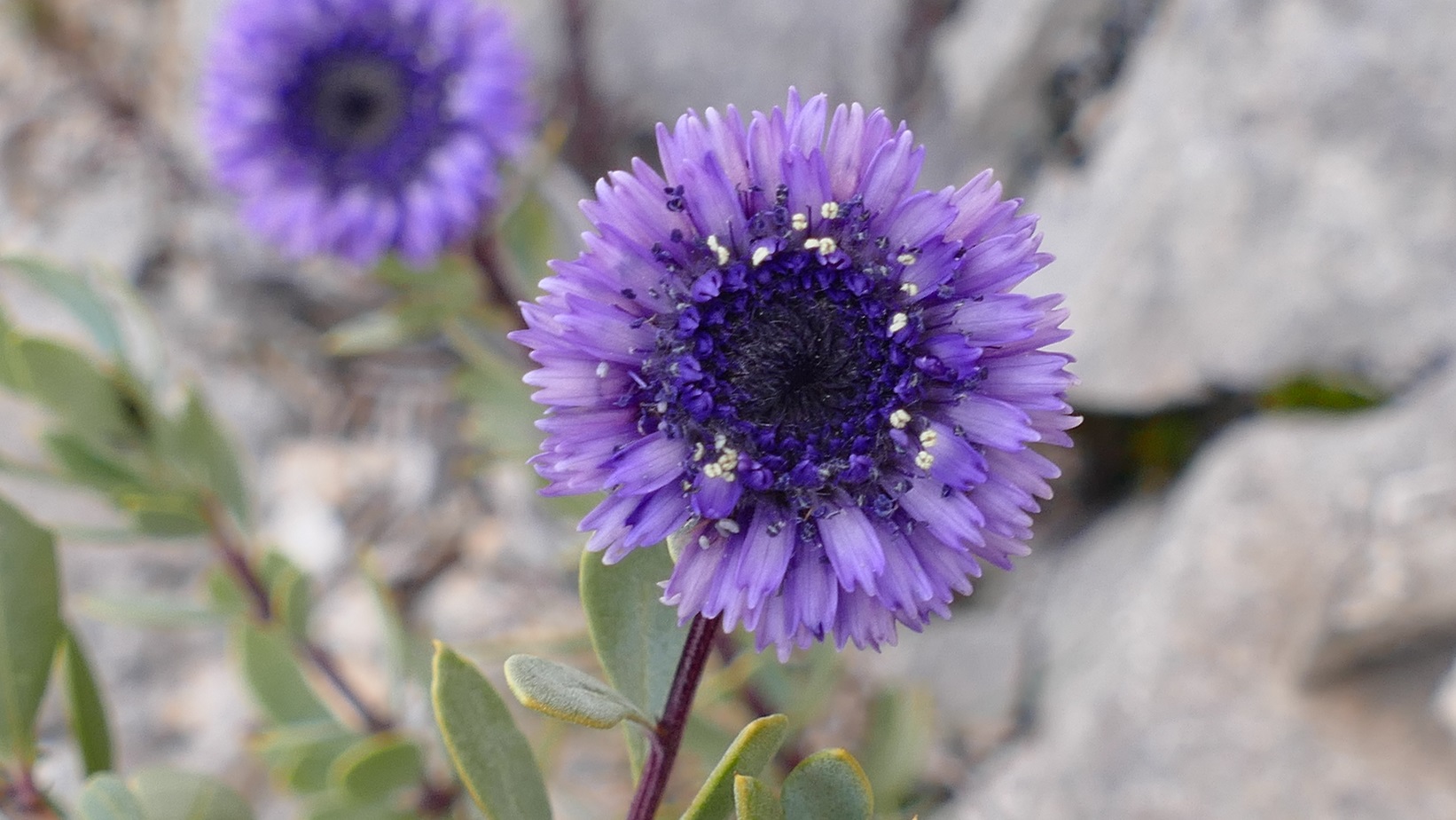 Annexe Globularia alypum (3)_bis.jpg