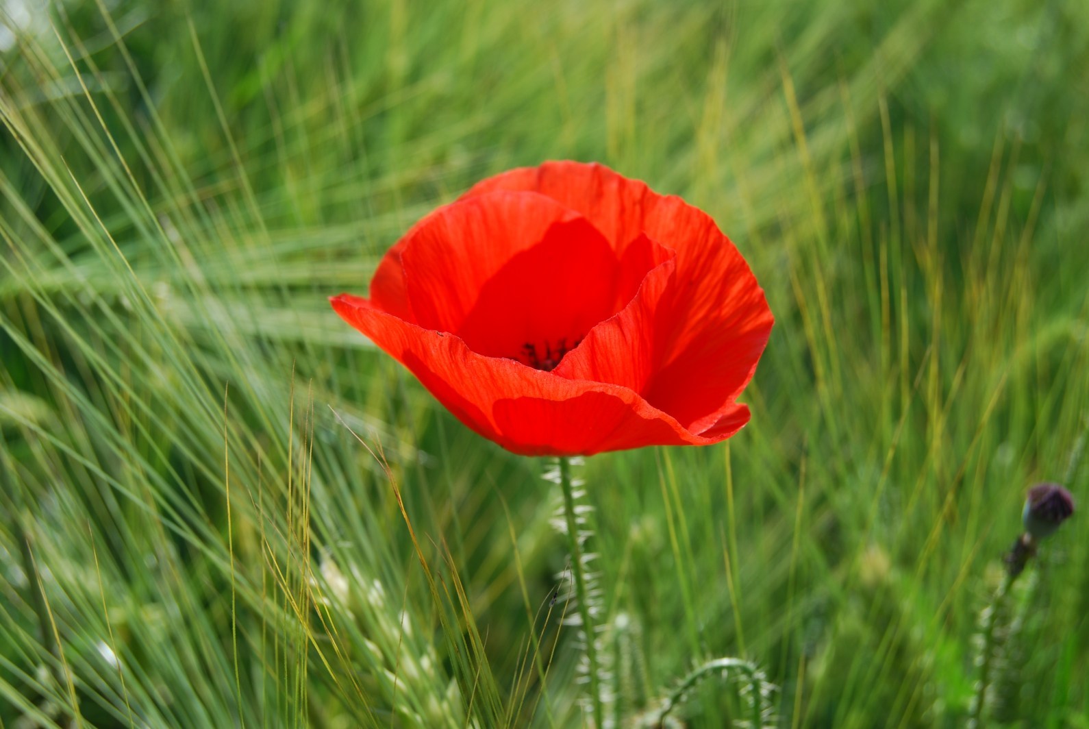Annexe Coquelicot.jpg