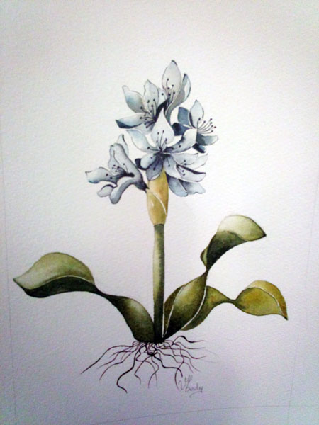 Annexe aquerelle-orchidee-sauvage-de-michele-vedy.jpg