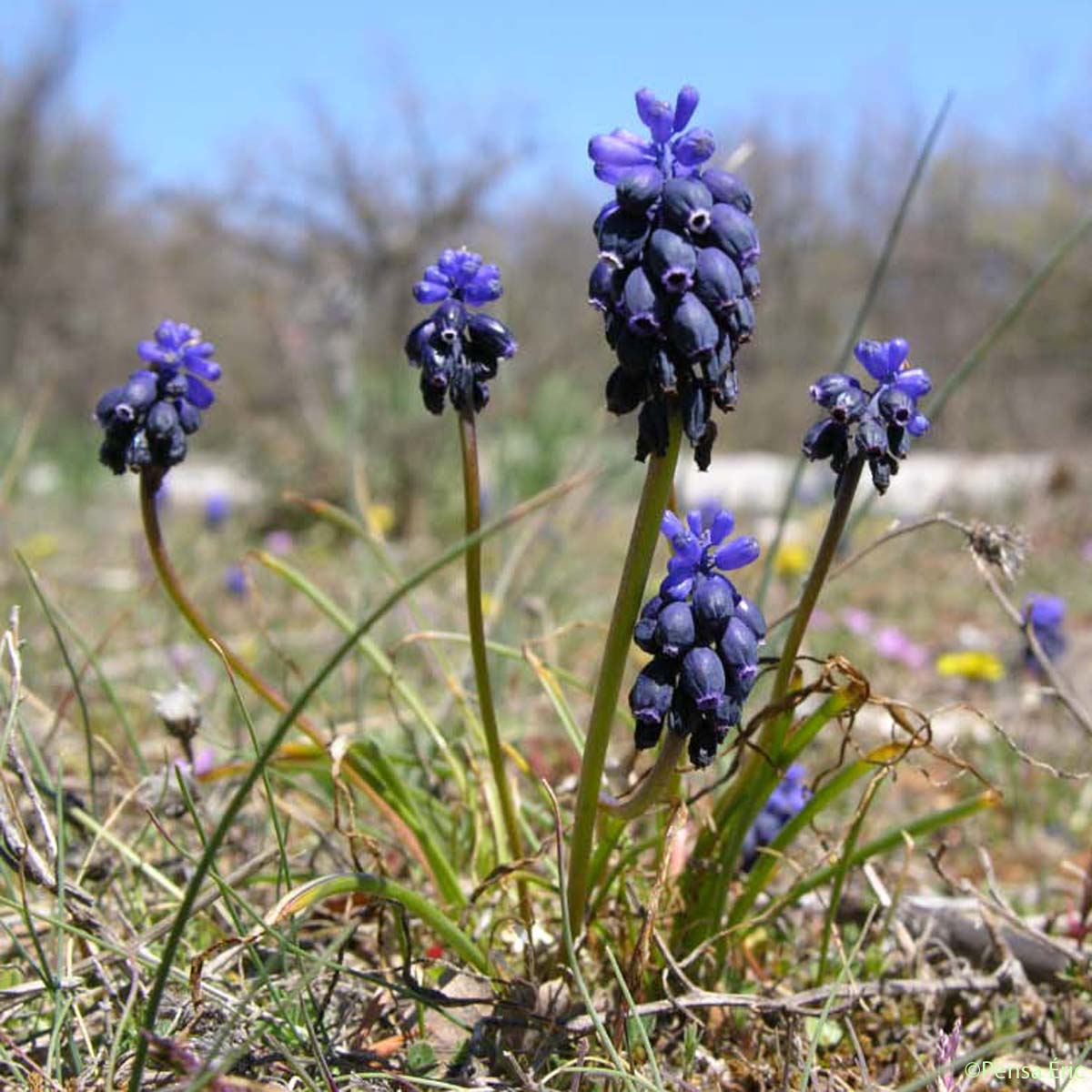 Annexe muscari-a-grappe-2.jpg