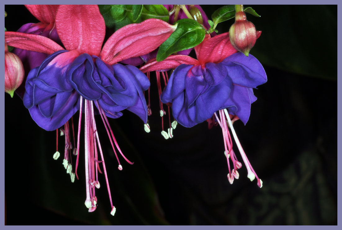 Annexe fleurs---macros-2.jpg