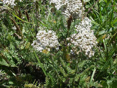 Annexe Achillée.PNG