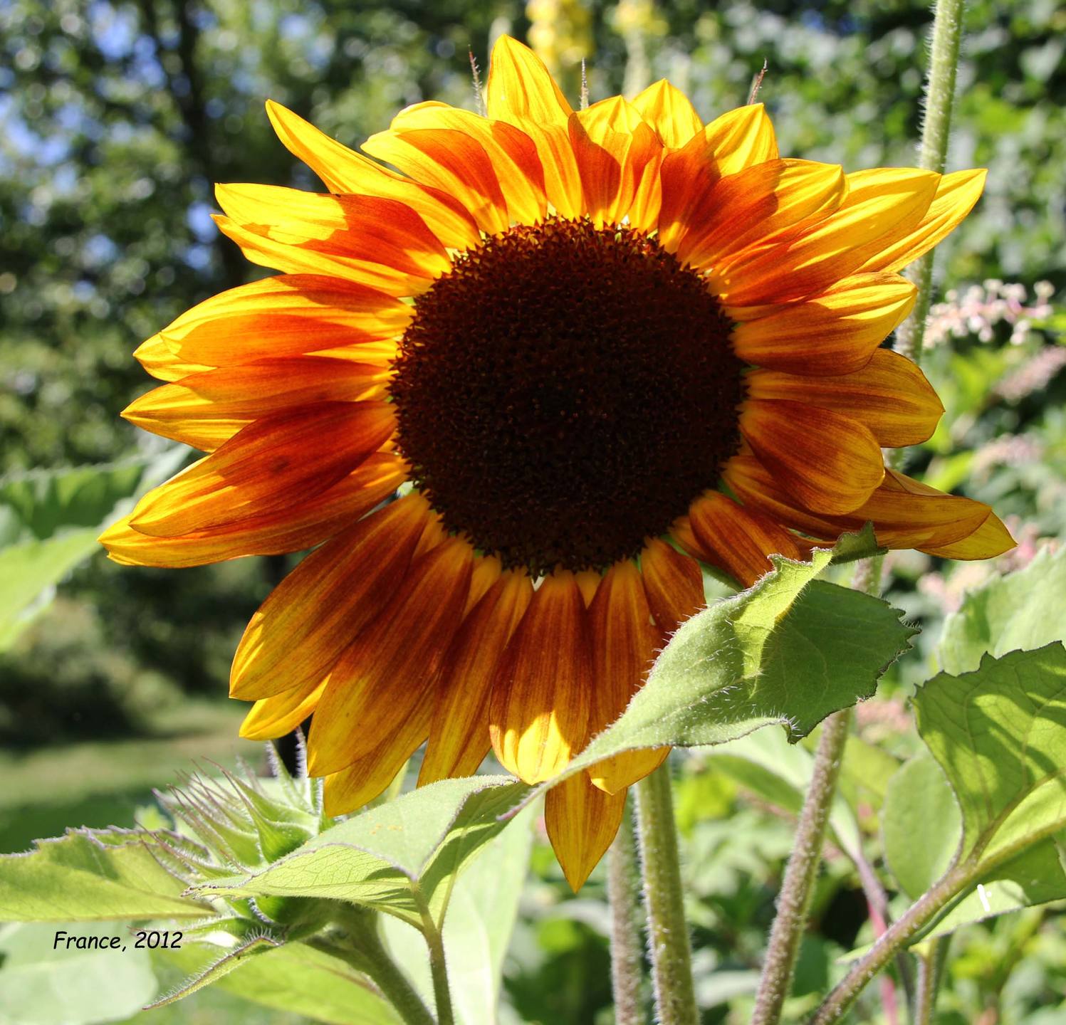 Annexe tournesol_2012.jpg