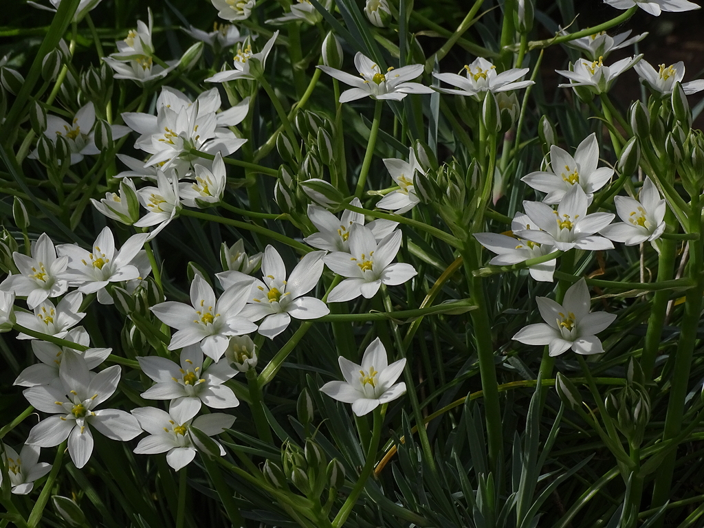 Annexe Ornithogalee en ombrelle.jpg