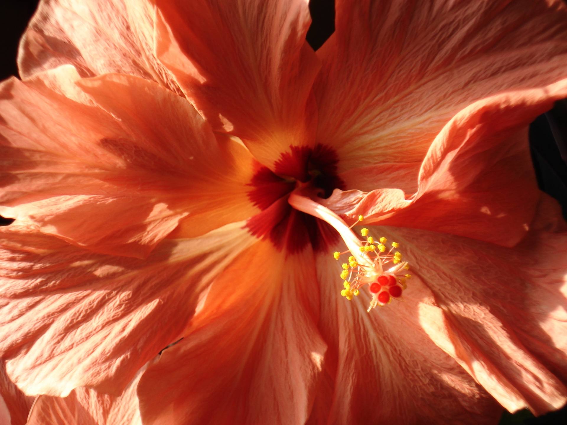 Annexe kalis flower1.jpg