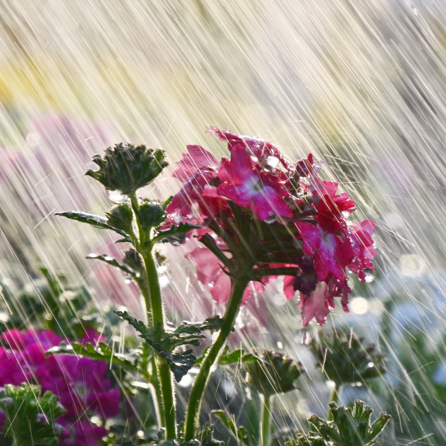 Annexe - 2017 (11064)bis.jpg