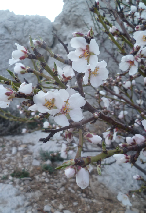 Annexe fleurs damandier sauvage au Frioul.png