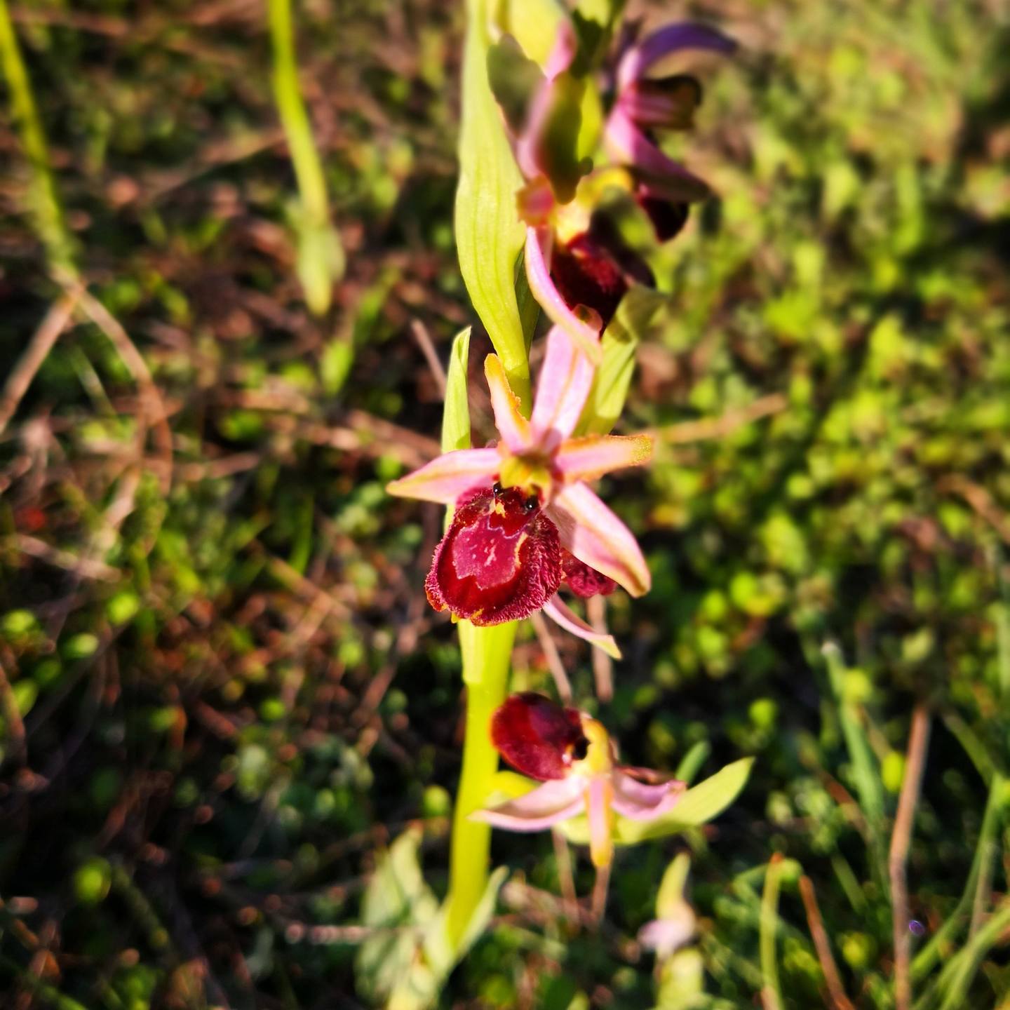 Annexe IMG_20180319_085119_645_1522172410778.jpg