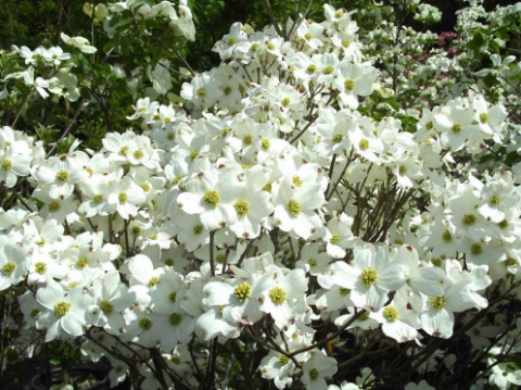 Annexe Cornus Florida.PNG