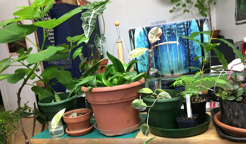 Annexe Myriam-Mooc-Botanica-500.jpeg