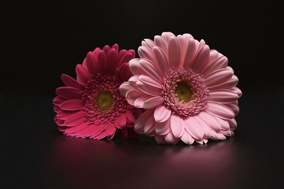 Annexe gerbera-1150176_960_720.jpg