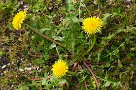 Annexe 04-avril-2008-Maisons-Alfort-Trio-de-pissenlits-Trio-of-dandelions-by-melina1965-NC.jpg