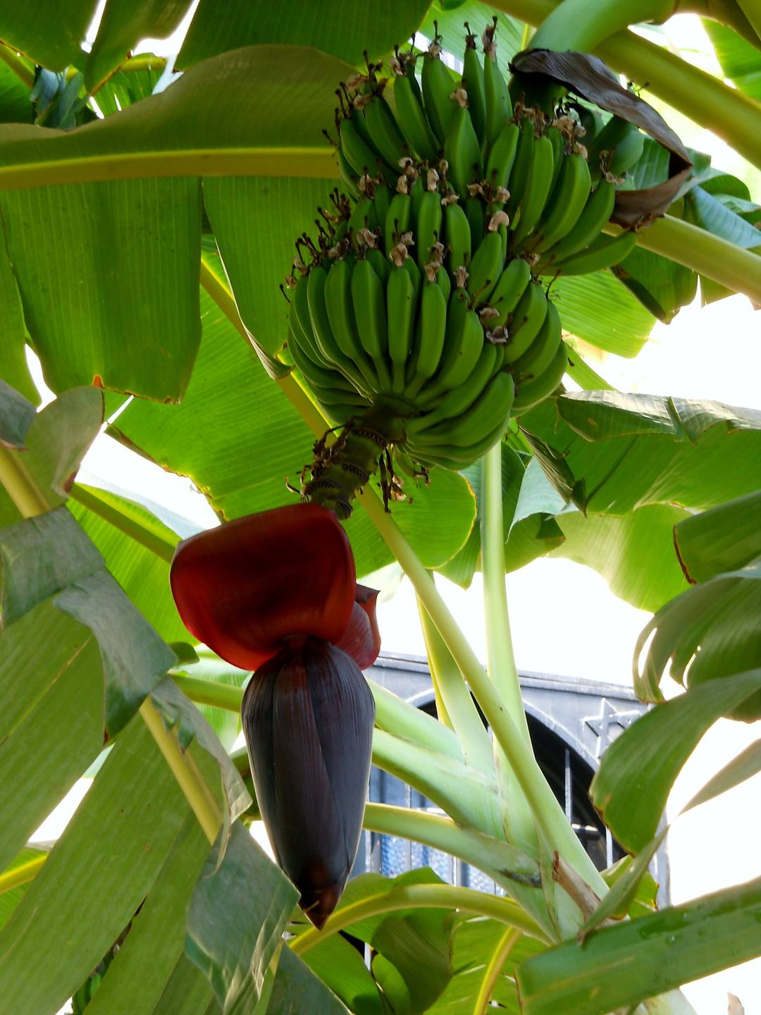 Annexe Fleur de Bananier-min.JPG