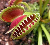 Annexe dionee-206x186.jpg