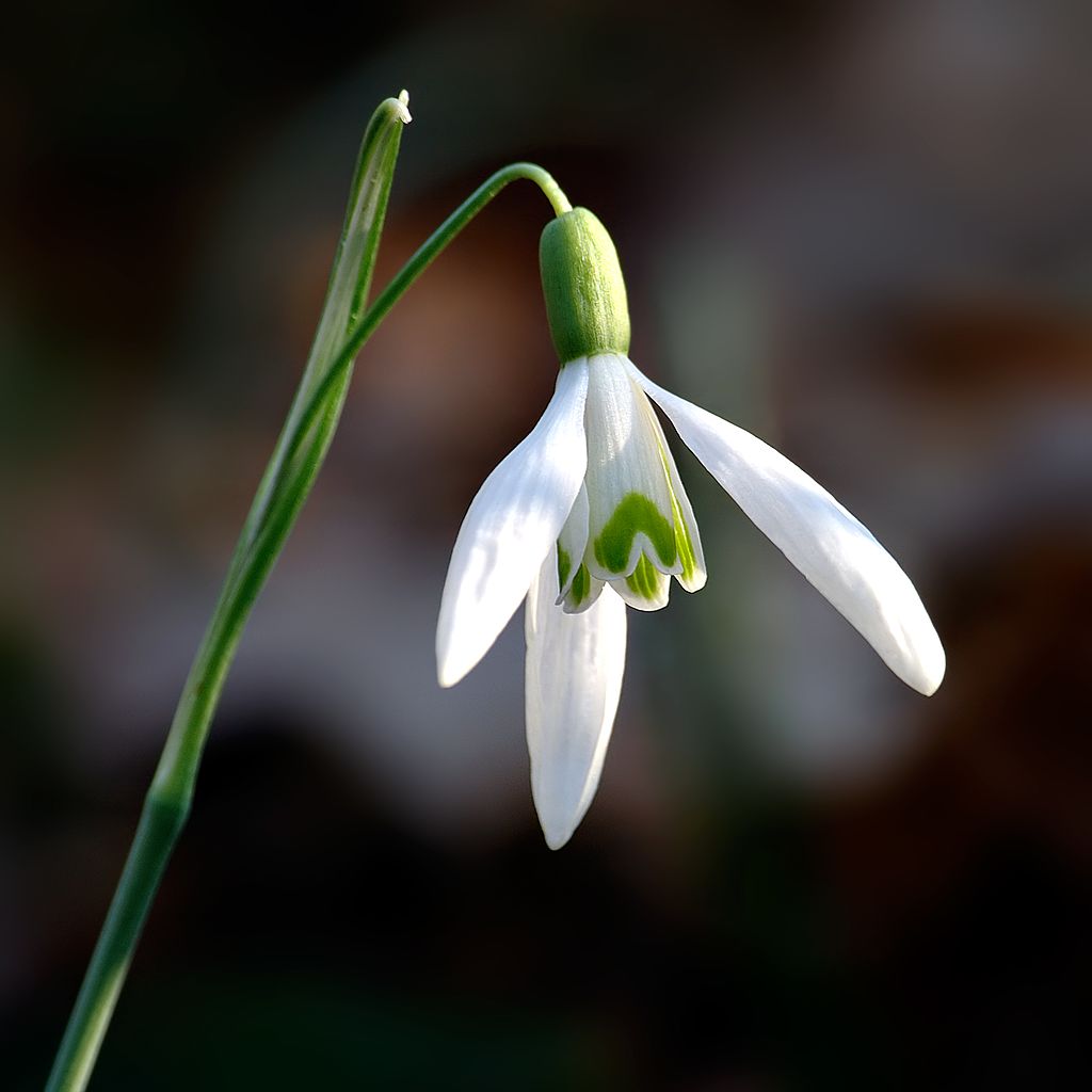 Annexe Galanthus nivalis close-up aka.jpg