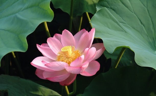 Annexe Nelumbo_nucifera1.jpg