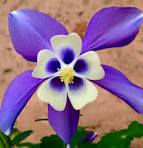 Annexe httpsencrypted-tbn0.gstatic.comimages?q=tbnANd9GcT3aKVpcTlLoEvBqrwC3ZNkOoUdk-0U0FjLQIuwr-AldqWVxq4TrGKJrXqhWQ