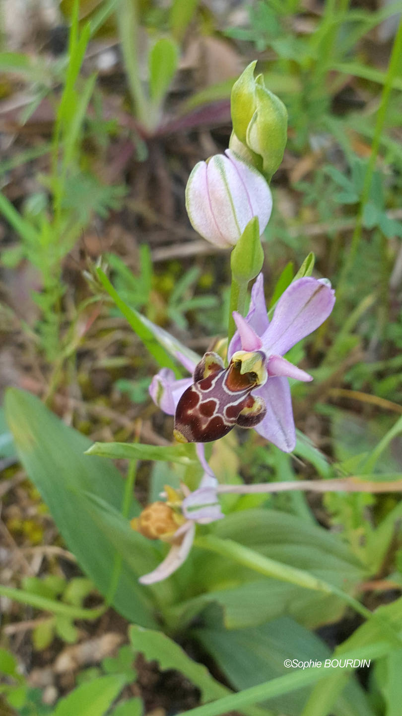 Annexe Ophrys scolopax.jpg