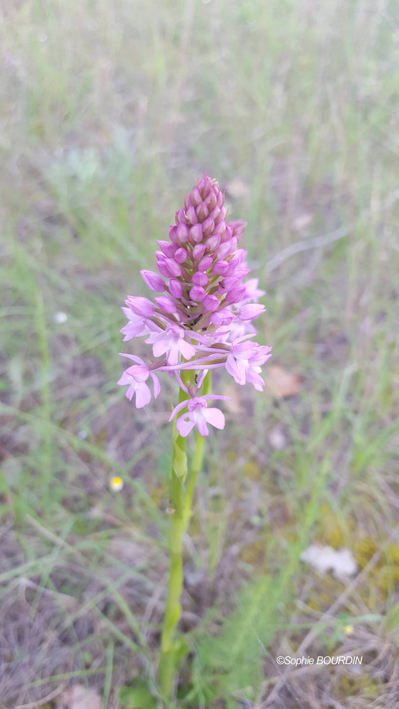 Annexe Orchis pyramidalis.jpg