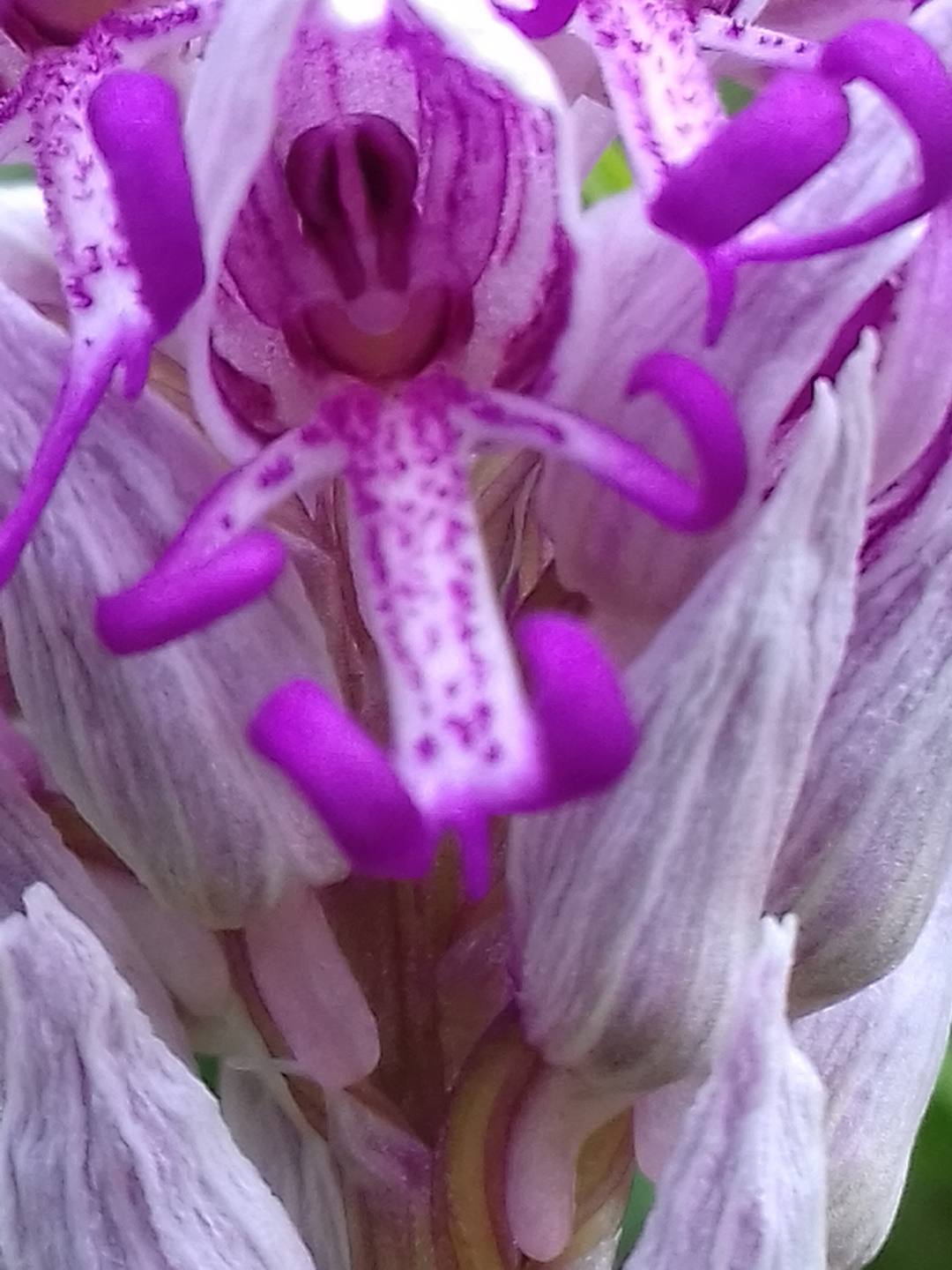 Annexe Orchis simia 4.jpg