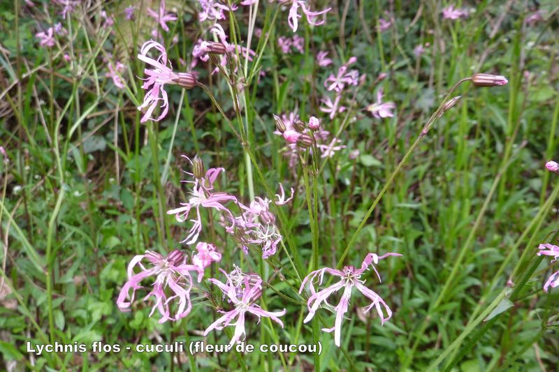 Annexe Fleur de coucou.JPG