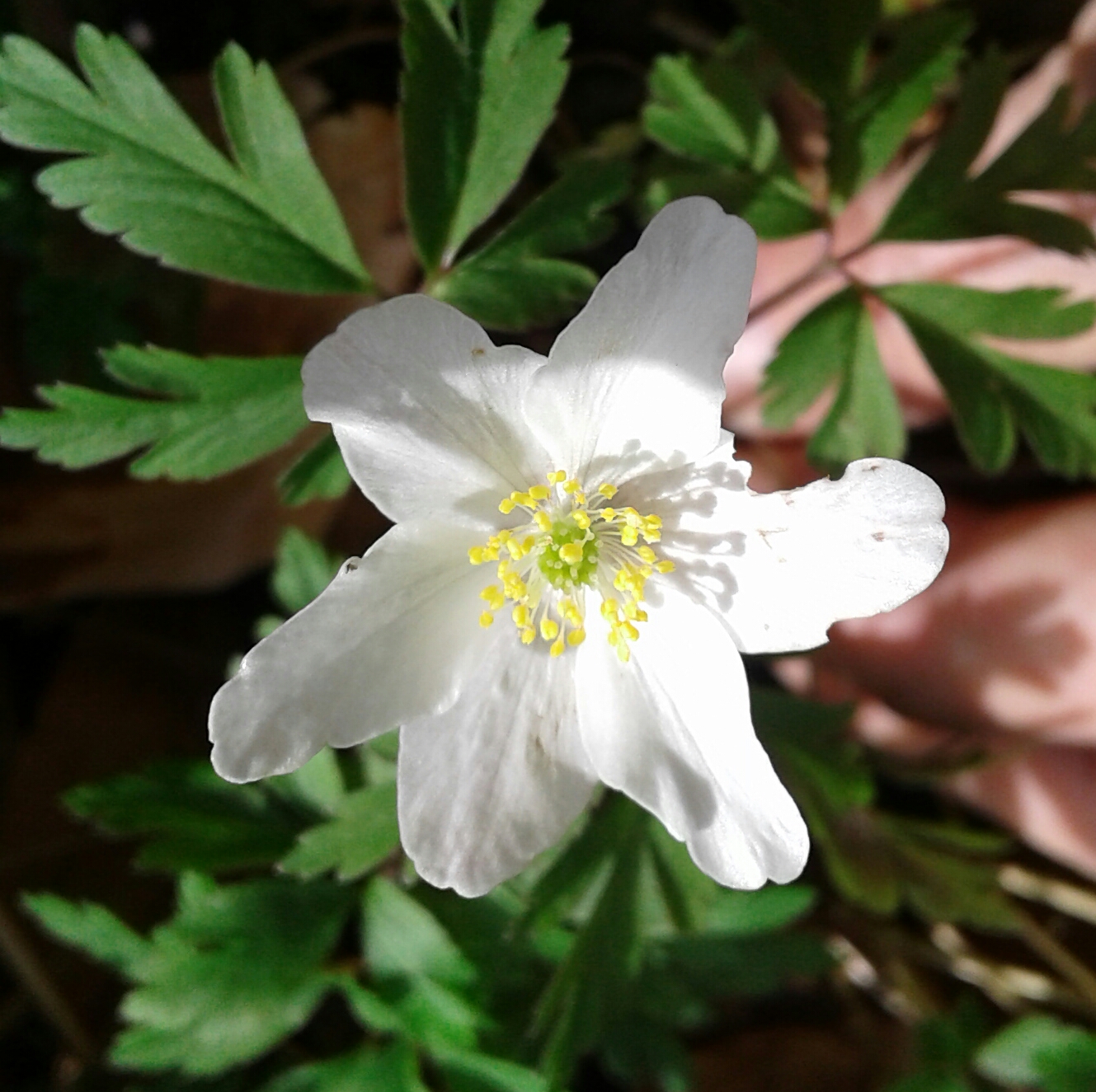 Annexe Anémone sylvie