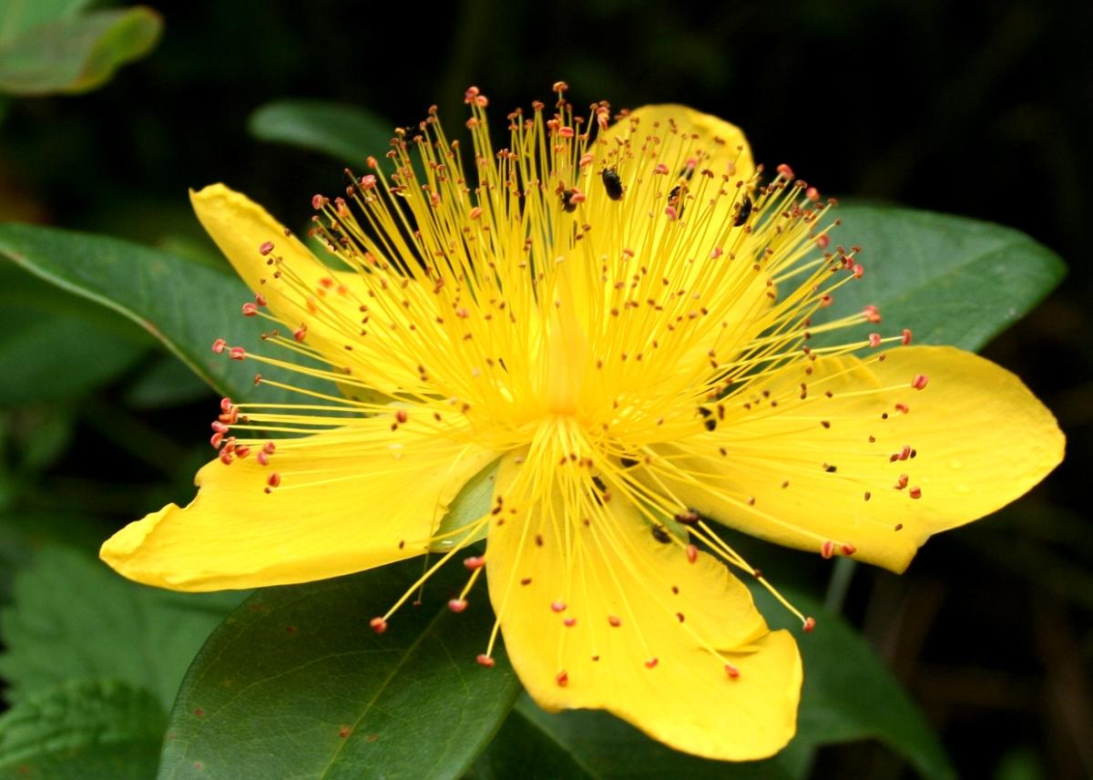 Annexe Millepertuis-hypericum-fleur-zoom.jpg