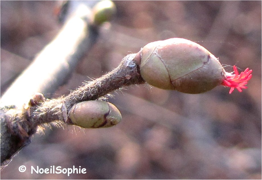 Annexe Fleurs noisetier 02.JPG