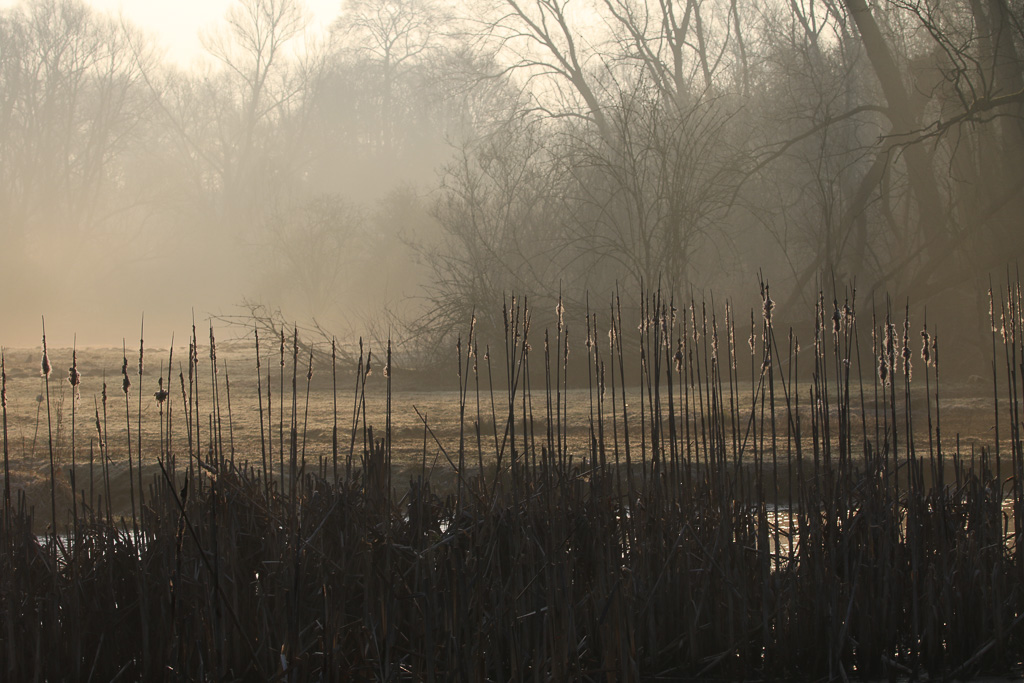 Annexe marais de Ganshoren.jpg