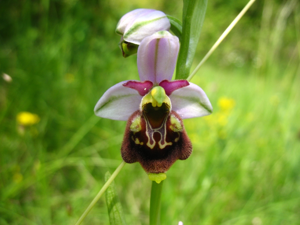 Annexe Ophrys.jpg