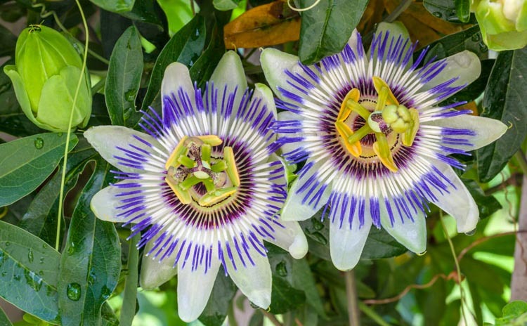 Annexe passiflora caerulea.jpg
