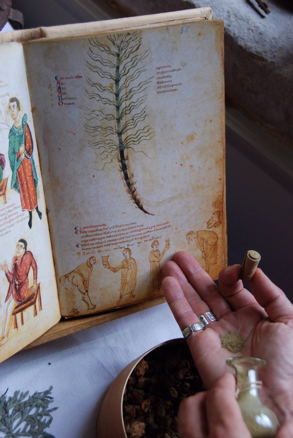 Annexe Equisetum arvense dans Medicina Antiqua.JPG