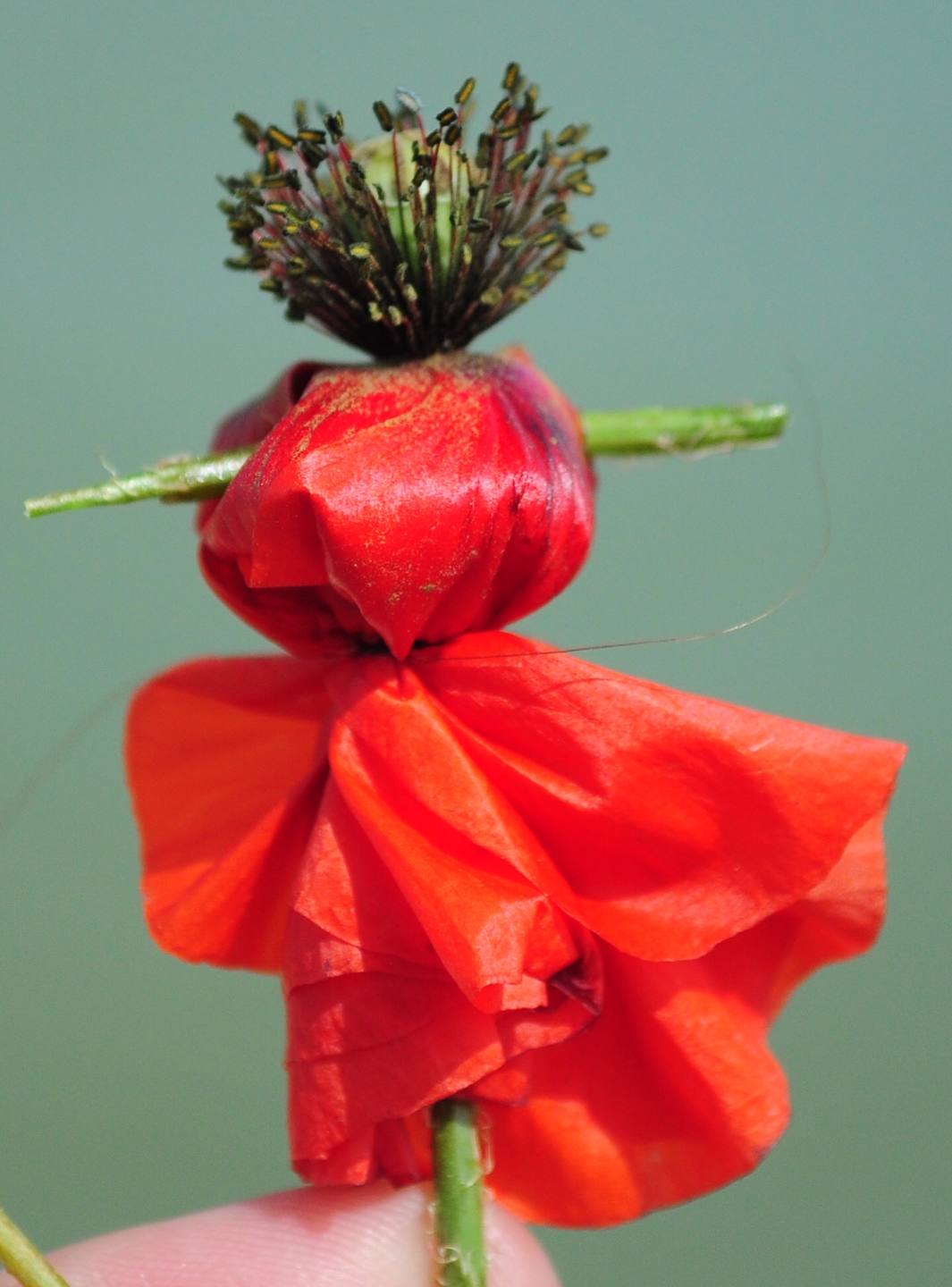 Annexe Poupée de coquelicot .jpeg