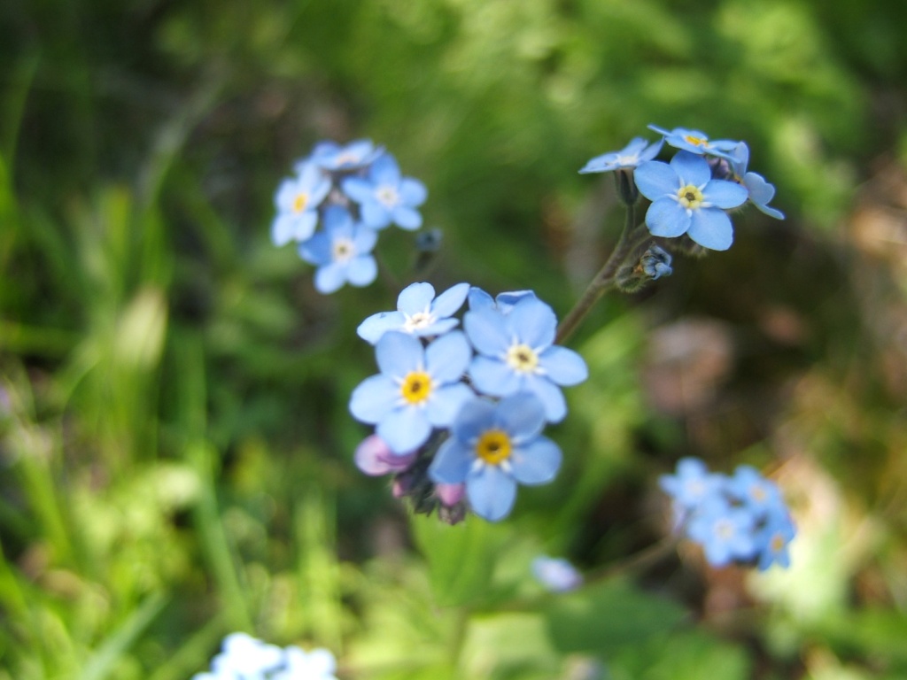 Annexe myosotis à Tamié.JPG