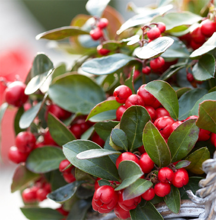 Annexe 6443-gaultheria-ohf.jpg