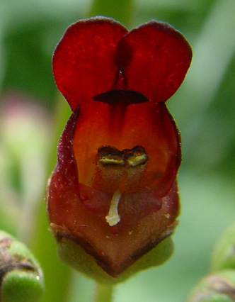 Annexe sp379 DSC05496.JPG