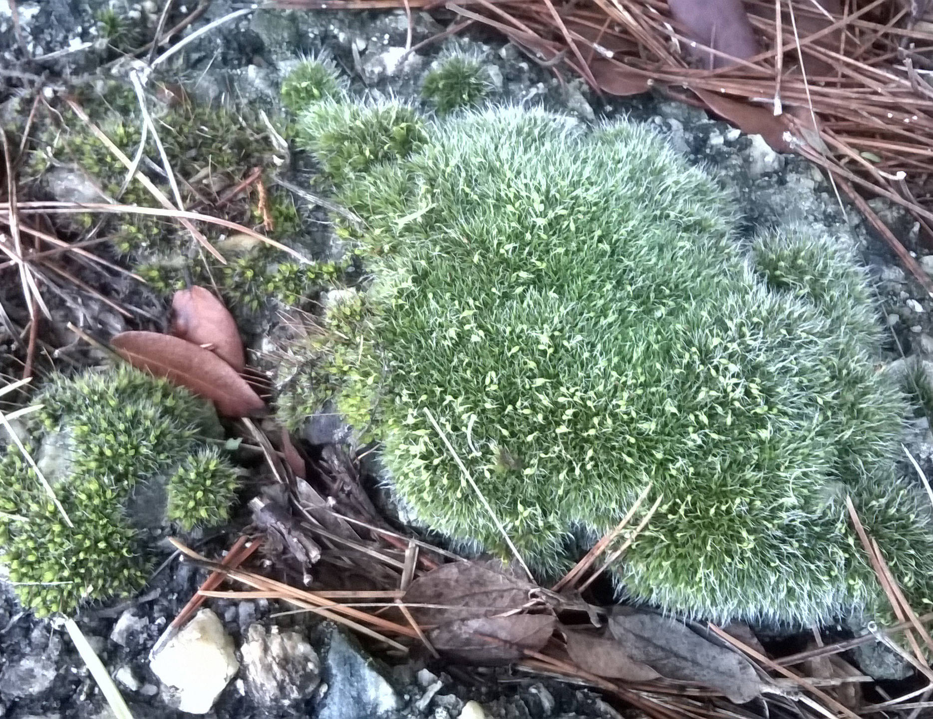 Annexe autre mousse.jpg