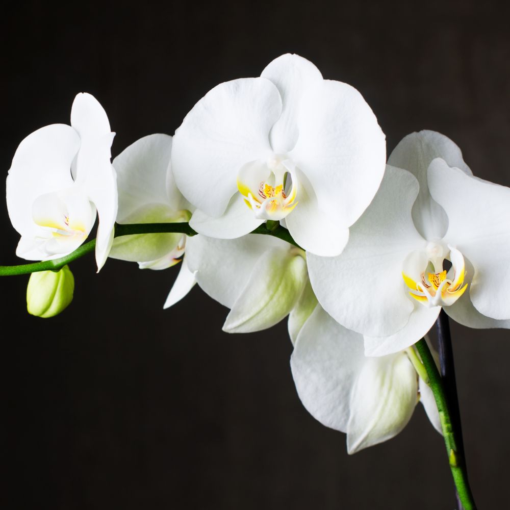 Annexe 31556-orchidee-phalaenopsis-tokyo-2-tiges-blanche-7.jpeg
